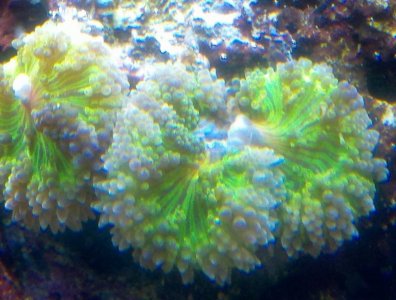 coral3.jpg