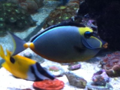 Naso 7-2011.jpg