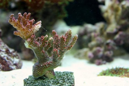 new acropora 027 edit.jpg