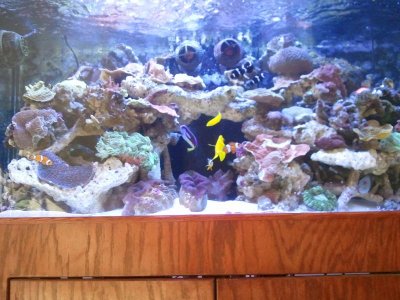 8-15-11 tank rebirth.jpg