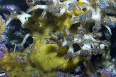 sponge02.jpg