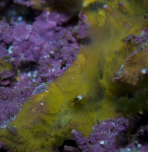 sponge01.jpg