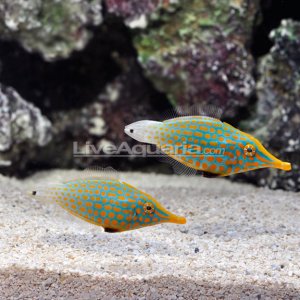 Orange Spot Filefish.jpg