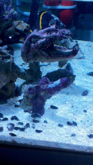 skull closed up side shot.jpg