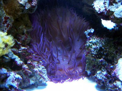 anemone240711.jpg