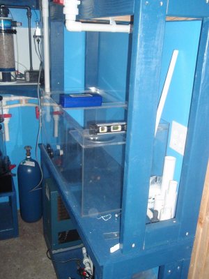 20 gal Frag tank on top then 40 gal refugium.jpg