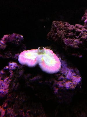 Open Brain Coral.jpg