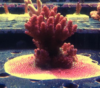 red planet.jpg