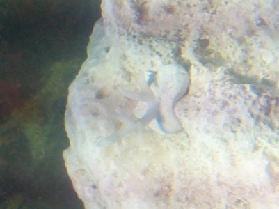 doa coral.jpg