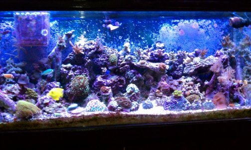 reef4.jpg