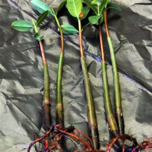 Leaved mangroves.jpg