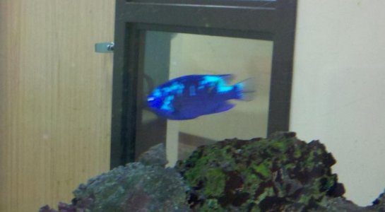 Blue-Fish.jpg