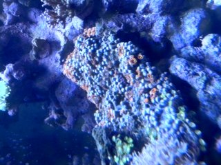 zoa photo.JPG