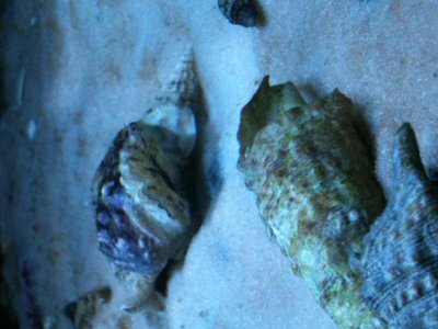 clam.jpg