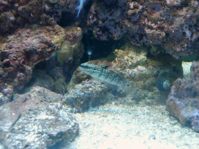 goby.jpg