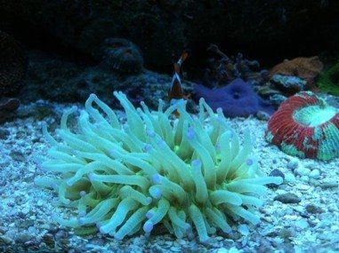 ImageUploadedByTapatalk1312074661.548376.jpg