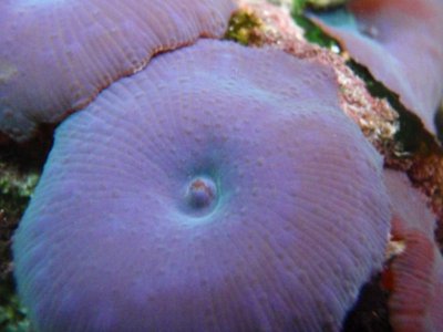 Purple Shrooms.JPG