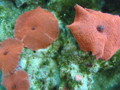 Red Shrooms.JPG