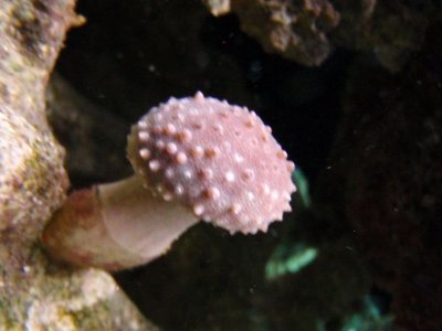 Toadstool I think.JPG