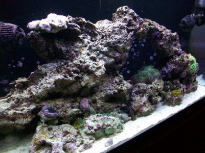 Reef Tank.jpg