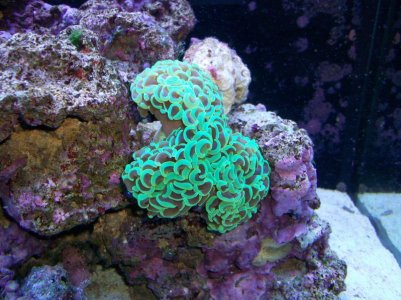 Green Hammer Coral.jpg