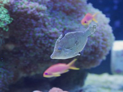 filefish1.jpg