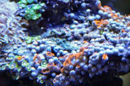 zoas.jpg