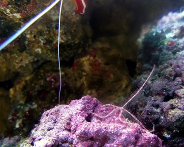 P5299322_1_[1].jpg