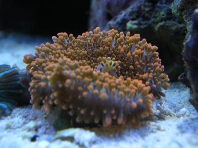 Reef Tank Pics 028.jpg