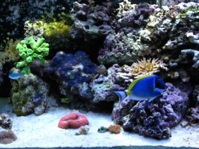 Reef Tank Pics 032.jpg