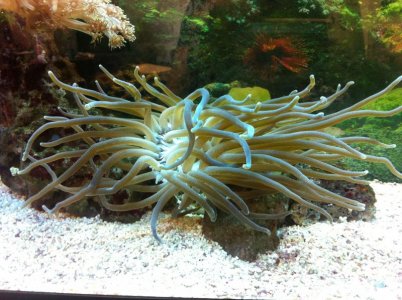 Grown Anemone.jpg