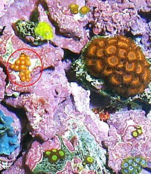 Metalic Orange Zoanthid2.jpg