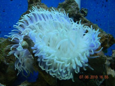 coral fish.jpg
