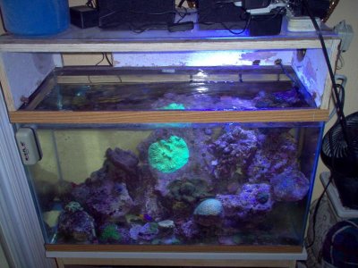 30 gal temp tank 090111.jpg