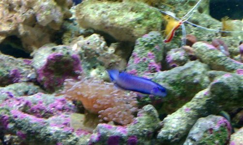 blenny2 (Small).jpg