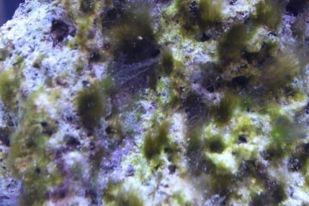 algae 1.jpg