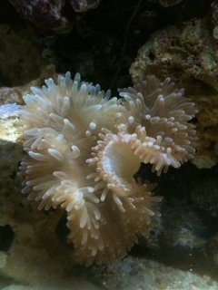 Bubble Tip Anemone.jpg