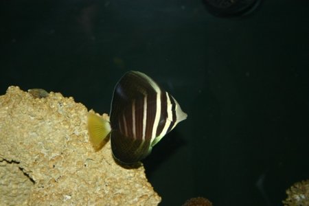 sailfin tang aka Gill0001.JPG