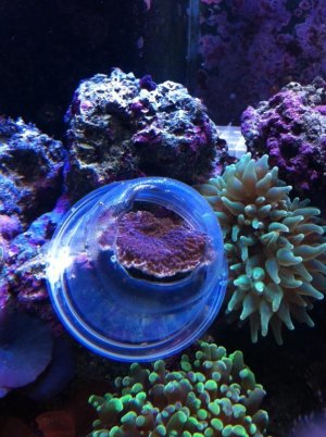 nem shield.jpg