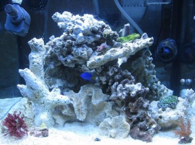 Reeftank1.jpg