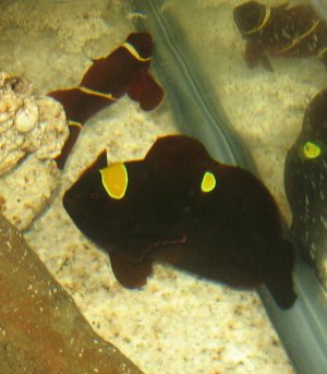 Pair Red Clowns1.jpg