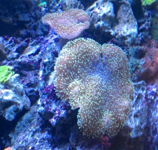 Neon Green Leathers1.jpg