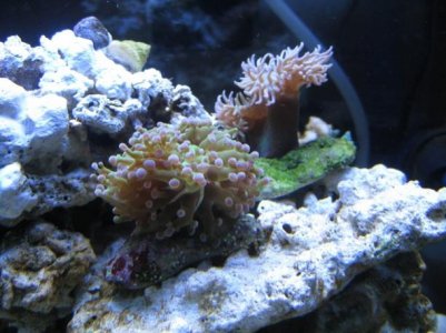 reeftank3.jpg