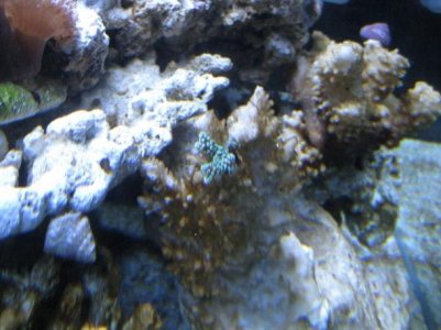 reeftank6.jpg