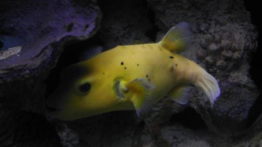 golden puffer 2.jpg