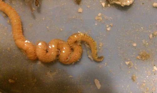 fulgida worm.jpg