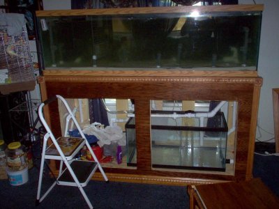 125 gallon tank on stand with sump farther away,lol.jpg