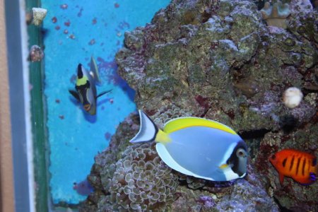 Powder Blue Tang.jpg