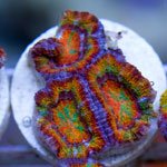 New-corals_1-1690.jpg