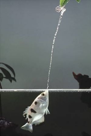 Archerfish-Tunes-its-Shot-Power-to-the-Prey-Size-2.jpg